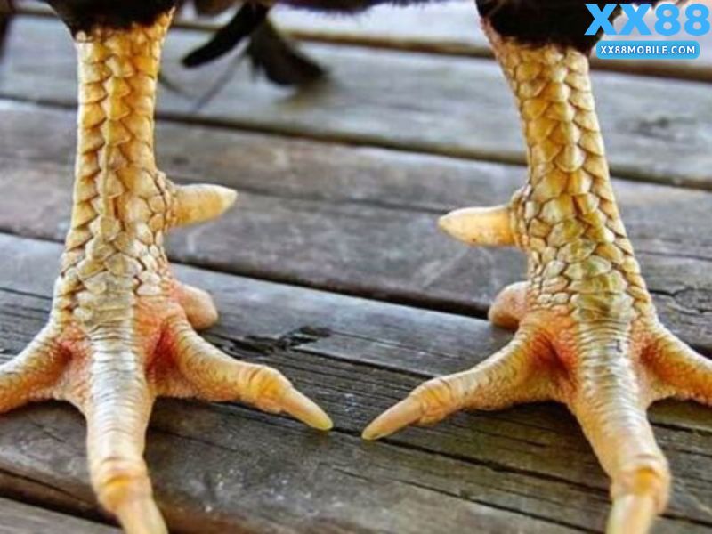 Hướng dẫn cách xem vảy gà chọi cơ bản cho người mới