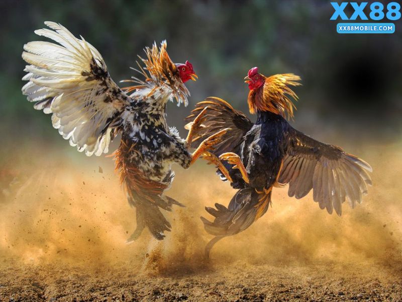 Kinh nghiệm đặt cược đá gà trực tuyến hiệu quả tại XX88